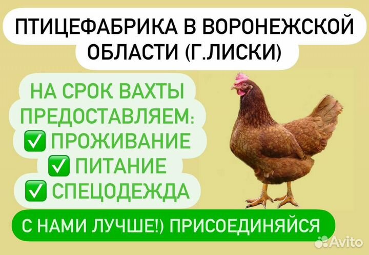 Стикеровщик на птицефабрику. Вахта г.Лиски