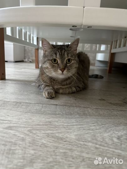 Кошки в добрые руки