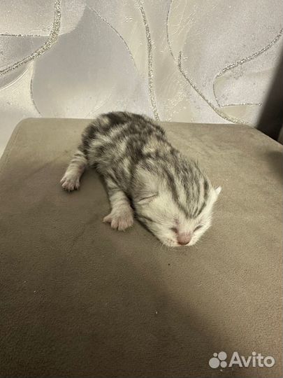 Британские котята вислоухие