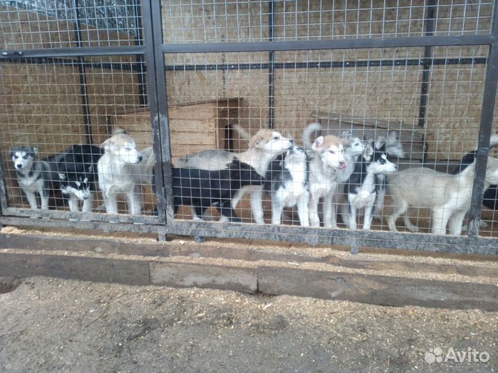 Много лаек, овчарок, хасок