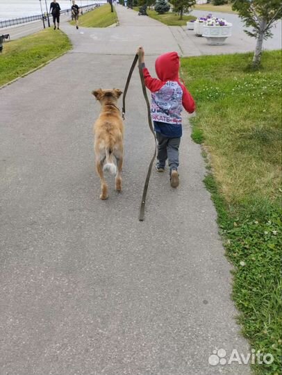 Друг и защитник в поисках своей семьи