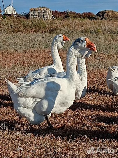 Холмогорские гуси
