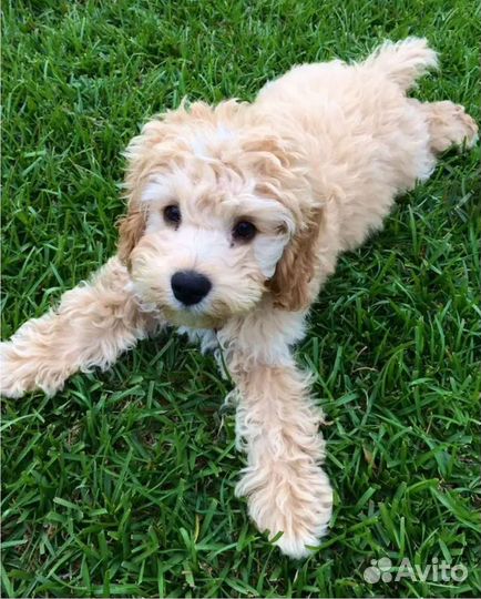 Кокапу (кокер- пудель)