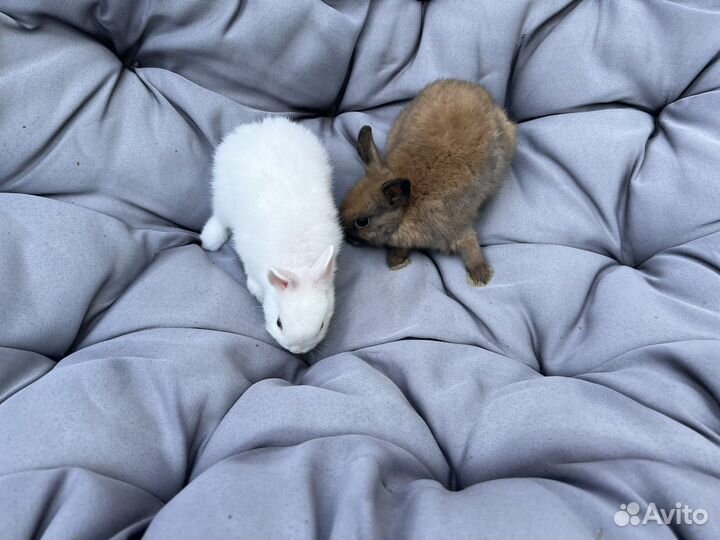 Декоративные кролики