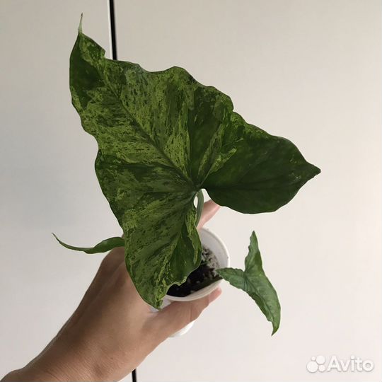 Сингониум моттлед