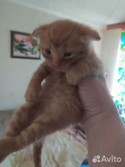 Котенок