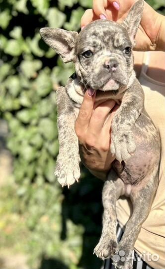 Щенки французского бульдога Голубые