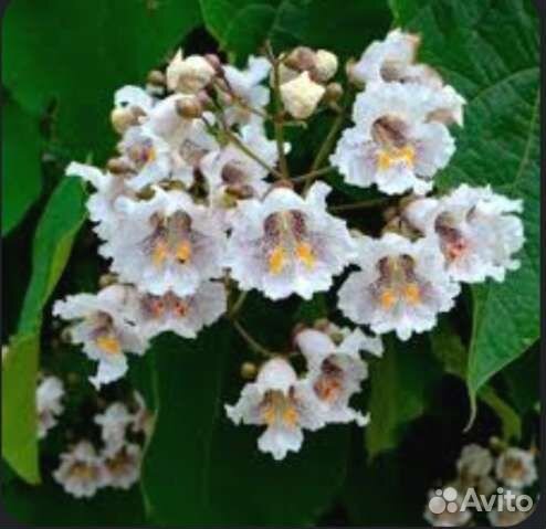 Катальпа прекрасная, саженцы 1 год, несколько