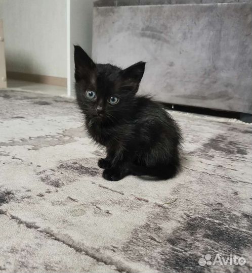 Чудо котята