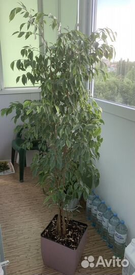 Фикус бенджамина пестролистный