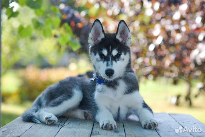 Сибирский хаски