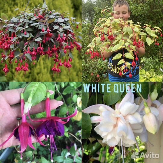 Сортовые фуксии