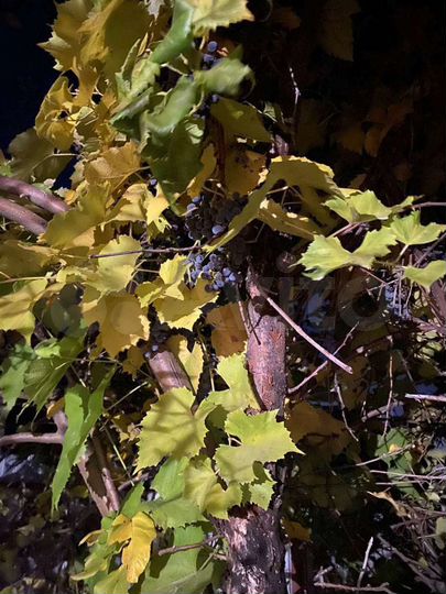 Дом 50 м² на участке 5,5 сот.