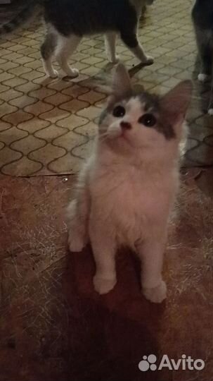 Котята ищут дом и заботливых хозяев