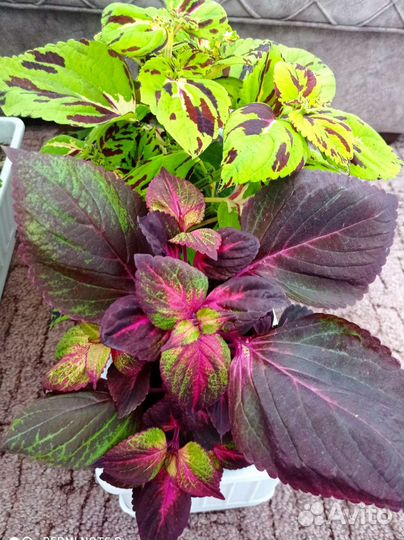 Колеусы красавчики