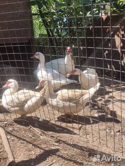 Мускусные утки (Гримо)