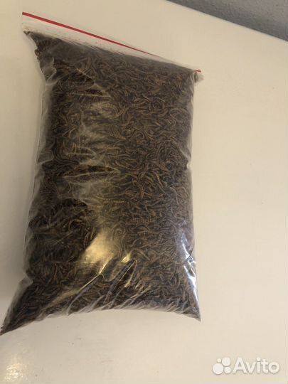 Мучной червь