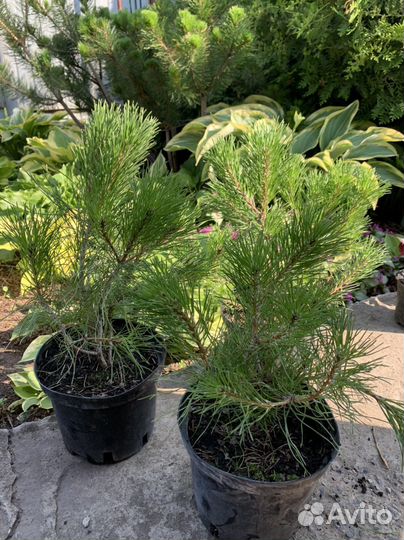 Сосна горная мугус