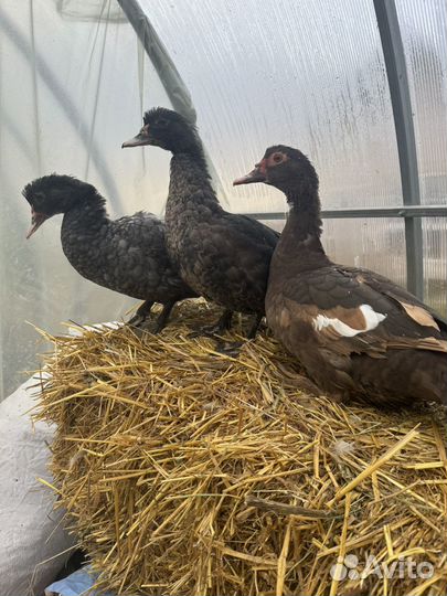 Мускусные утки