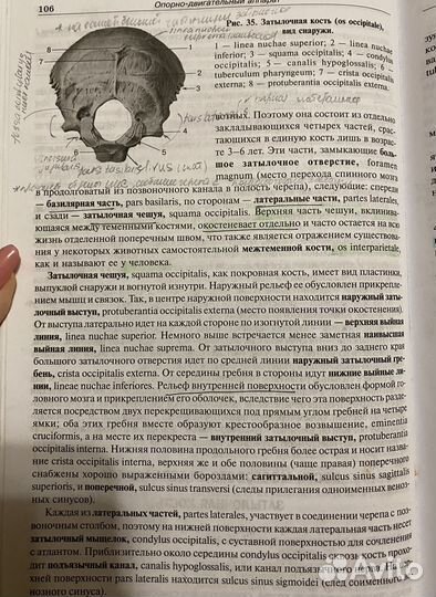 Привес анатомия человека