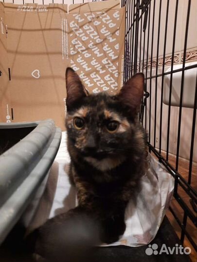 Спасенная кошка бесплатно в добрые руки