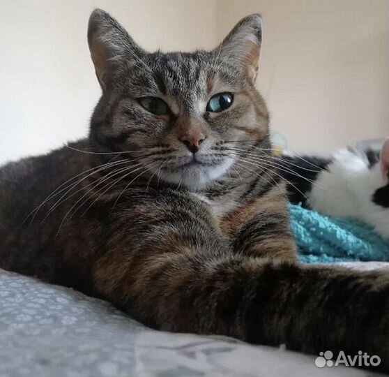 Кошка Китти в добрые руки бесплатно