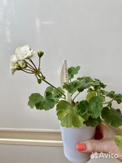 Пеларгонии сортовые