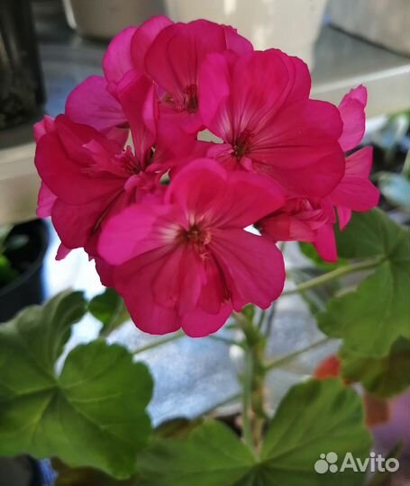 Герань пеларгония