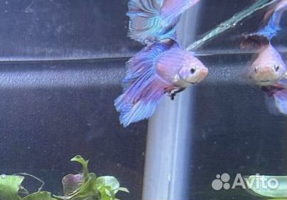 Аквариум 20 литров с рыбками и оборудованием