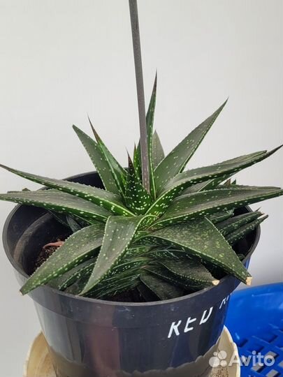 Алоэ остистое