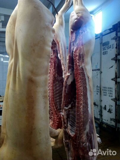 Мясо свинина