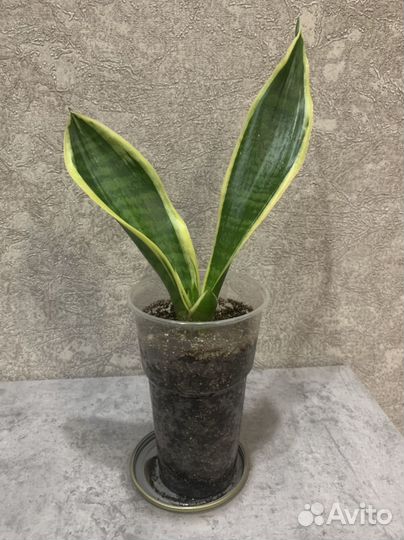 Сансевиерия, Аглаонема