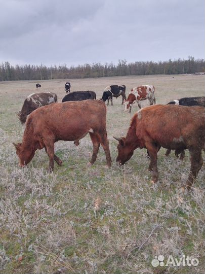 Быки на откорм