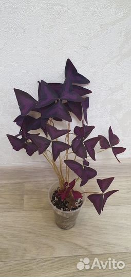 Кислица окалис