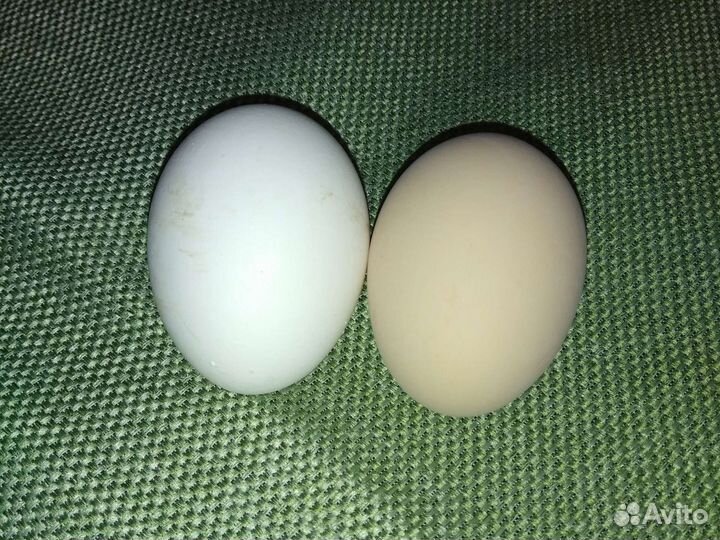 Домашние куриные яйца