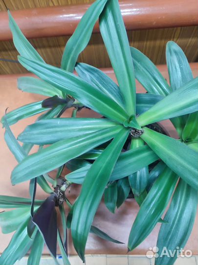 Комнатный цветок Рео