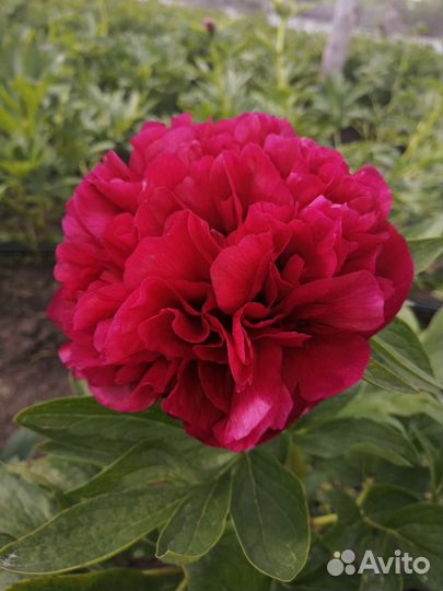 Корни пионов