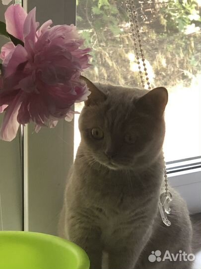Британский кошка вязка