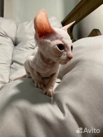 Котята сфинкс браш
