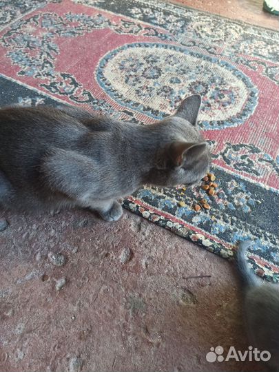 Котята в добрые руки приучены к лотку