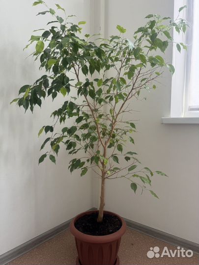 Фикус бенджамина