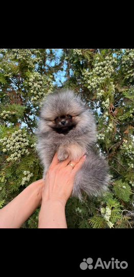 Померанский шпиц тип мишка мини