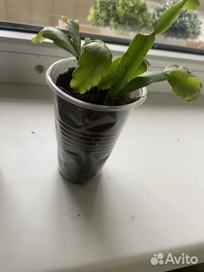 Декабрист и денежное дерево