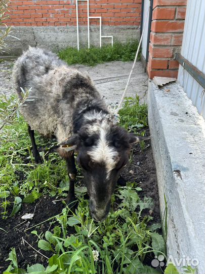 Продам овец,дорпер,романовская