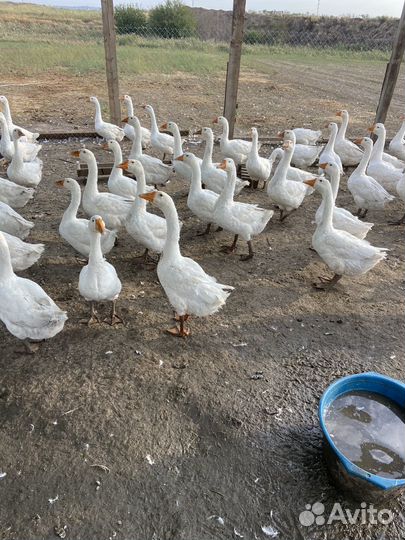 Гусята подрощенные