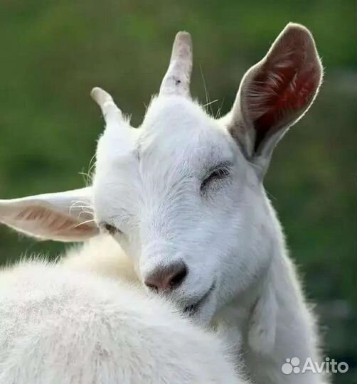 Продам козлят