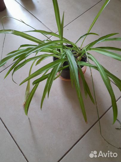 Хлорофитум бесплатно