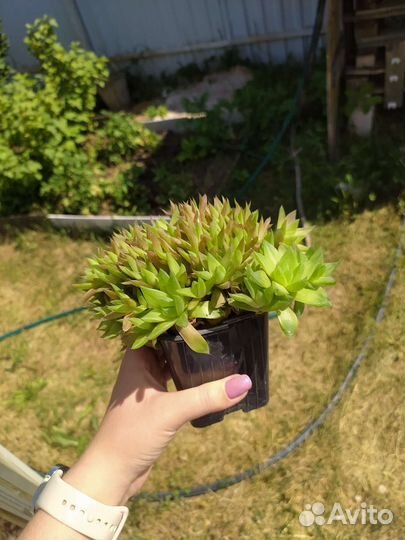 Суккуленты(крассулы, алое, дикия, хавортия и тд)