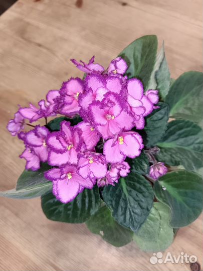 Фиалка в горшке