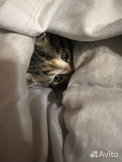 Кошка в дар